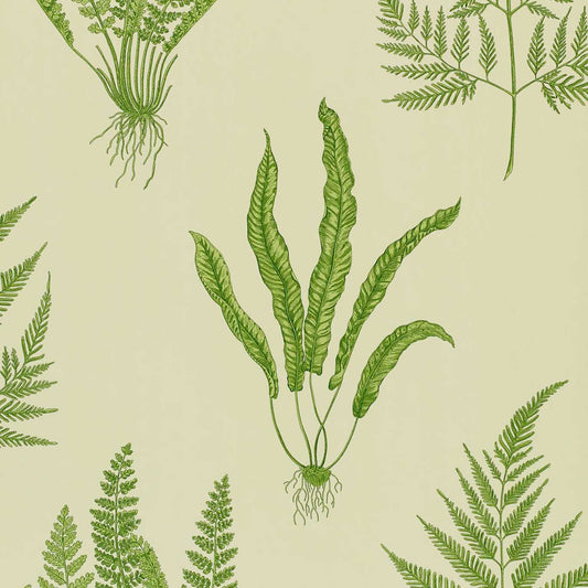 Woodland Ferns Wallpaper - Green